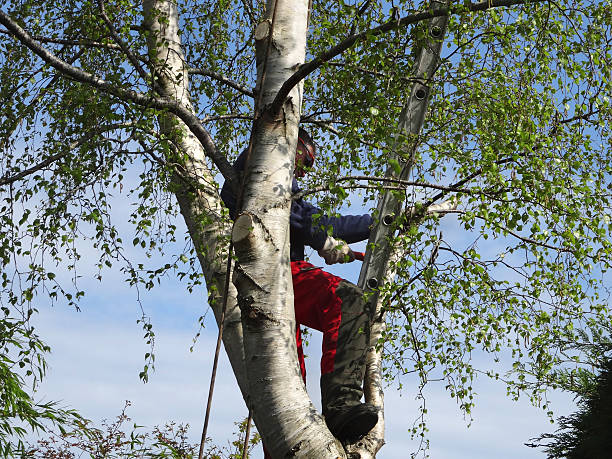 Best Tree and Shrub Care  in Le Grand, CA